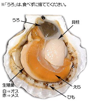 サロマ湖のホタテ稚貝 長瀞便り