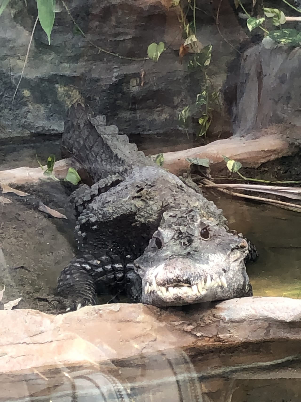 上野動物園いって来ました スタッフブログ 上野動物園いって来ました スタッフブログ